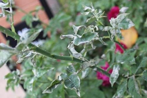 养花必备的杀菌剂，到底怎么用？多菌灵只是“初级”，黄叶不管用