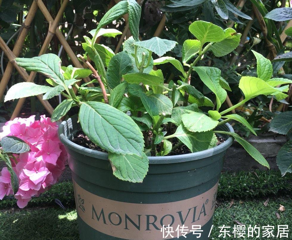 植株|修剪绣球花，早了晚了都不行，这样修剪，植株壮实、花大色艳