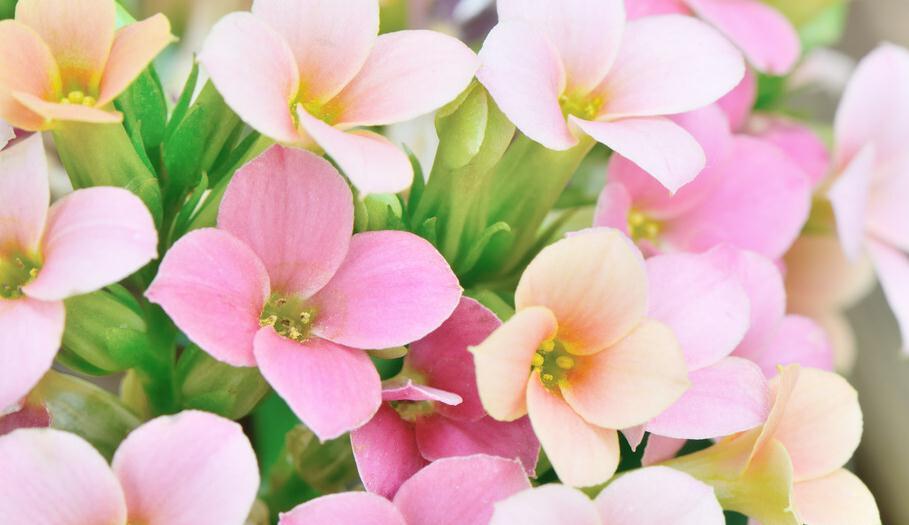 修剪|长寿花秋季怎么养才能长势好,有些细节千万要注意