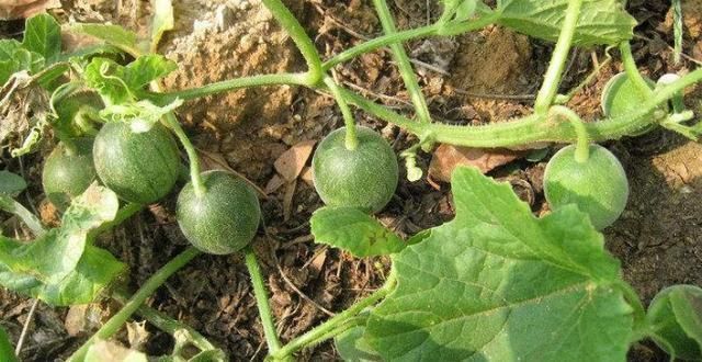 常吃|三伏天要多食此果,每天吃几个,排出毒素,肝脏越来越健康