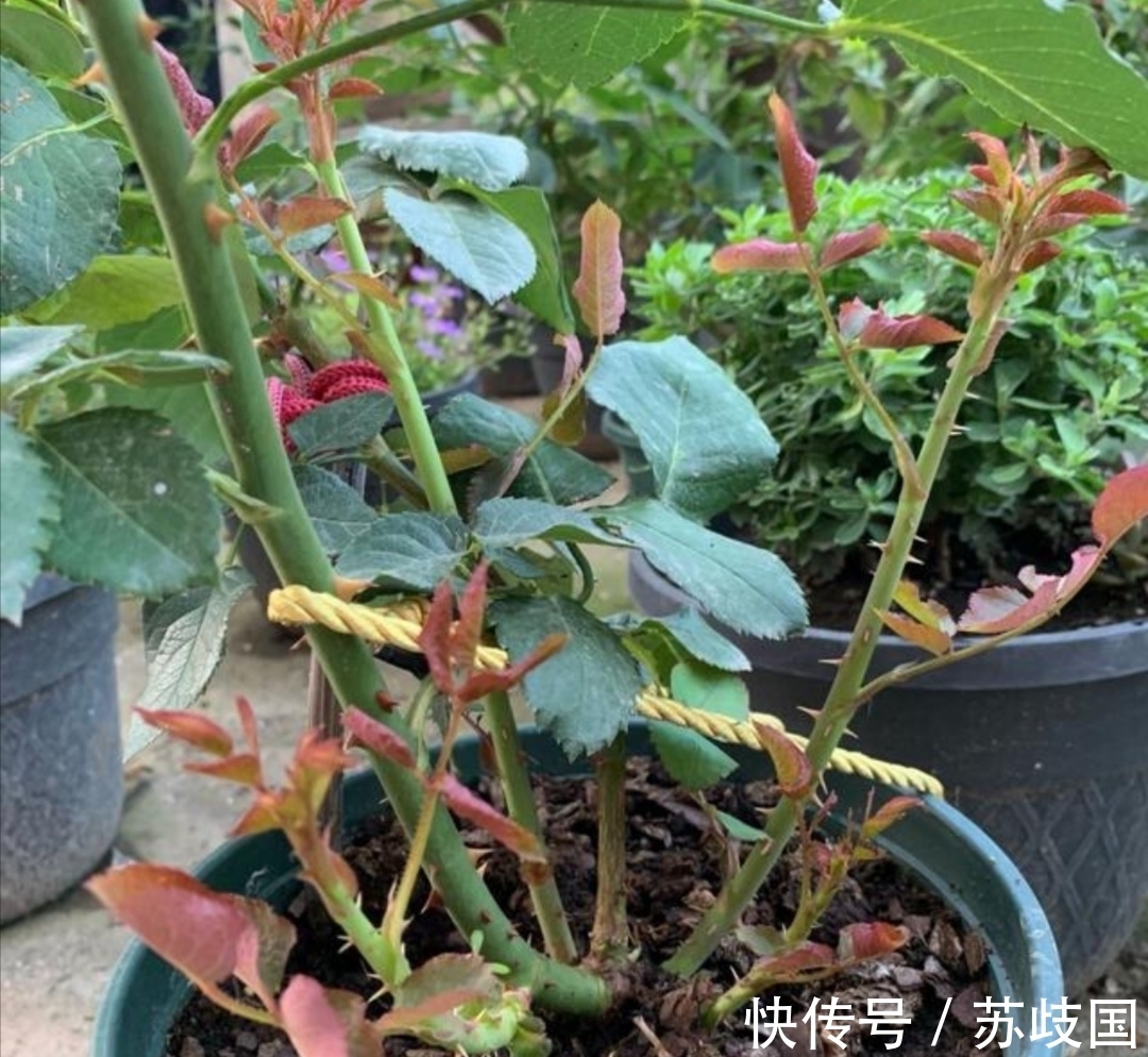 开春给月季做4件事,新芽长得粗壮,还能多开花