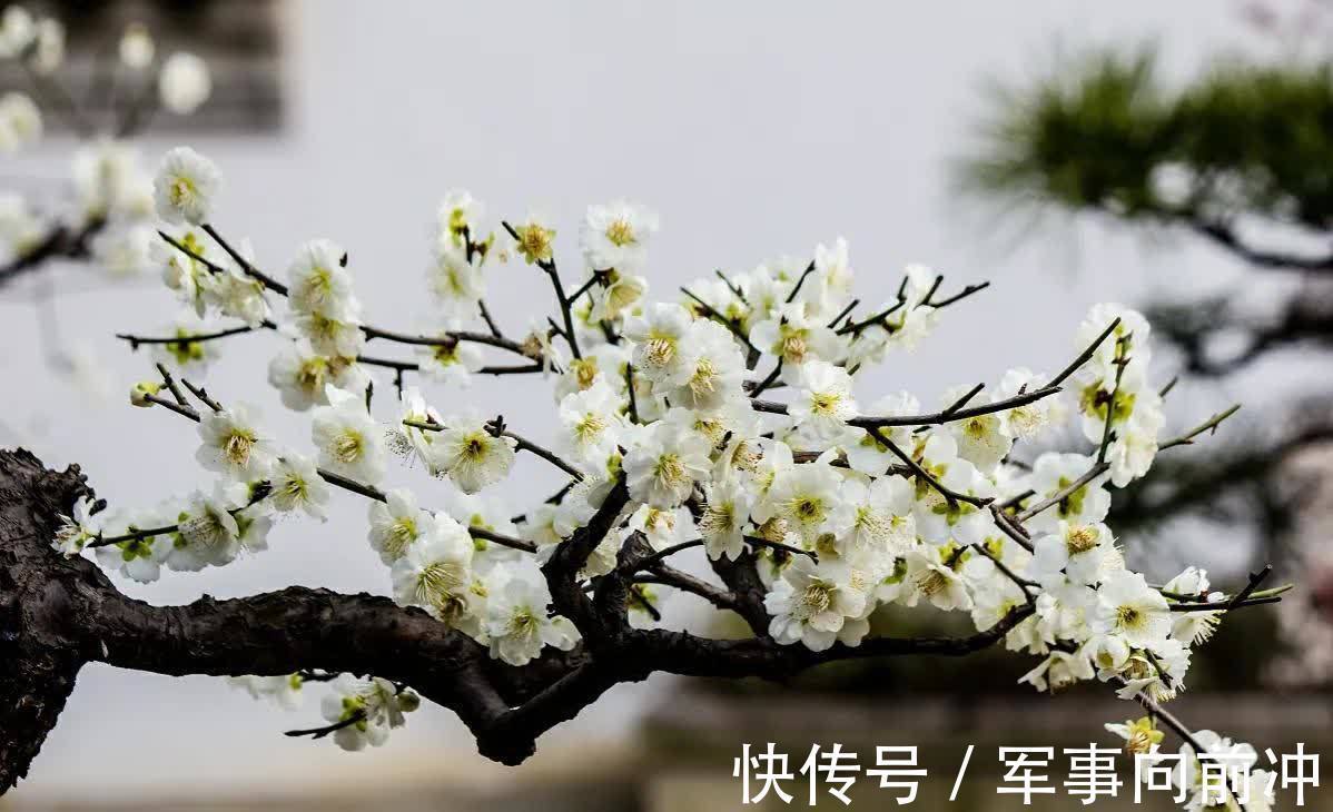 10月养3种耐寒花,冬季零下10度也不怕,春节开出漂亮花