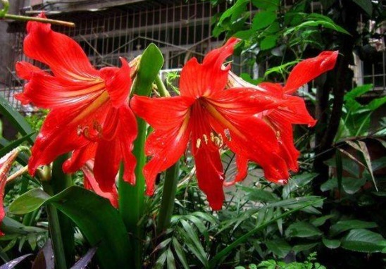 朱顶红|朱顶红还在长叶子给它做3步，让它睡一觉，“睡醒”直接开花！