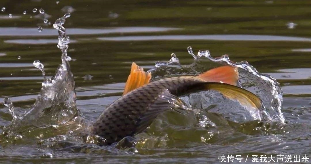 大鱼吃钩总在不经意间,为何别人能钓获大鱼,而你经常切线断钩