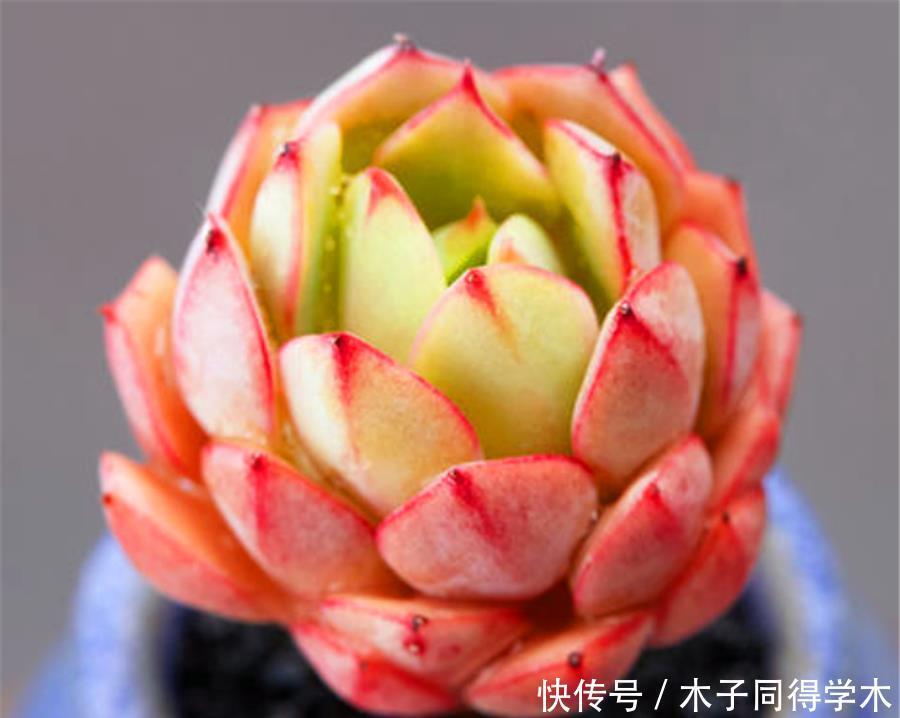 多肉中的“清纯女王”,清秀优雅养护简单,做好5要点,晶莹剔透