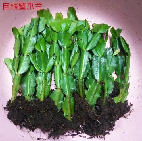 花盆|养这三种花,盆越小,开的花越多,放大盆还容易死