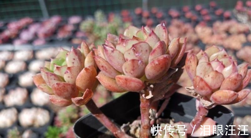 养护|4种漂亮多肉植物,号称“爆头小能手”,养一年长成群生手捧花