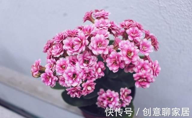 腊梅|八月以后,有几种花别随便剪,剪掉花芽不容易开花