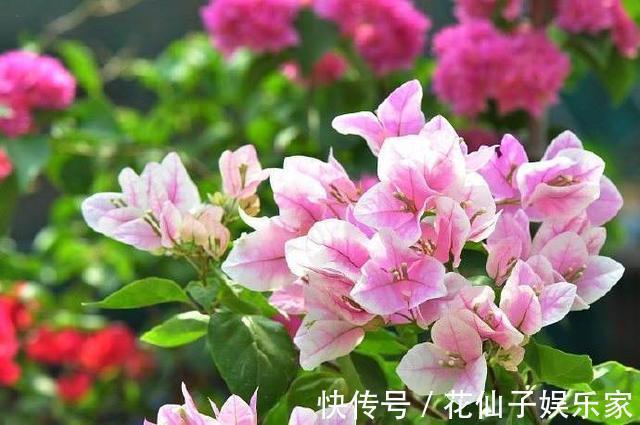 这花名叫“百变小樱”,开起花来“不管不顾”,叶子都不长了!