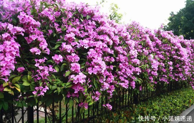 强健|此花，花开上千朵，一年能长2米高，比三角梅还强健，盛夏花最旺