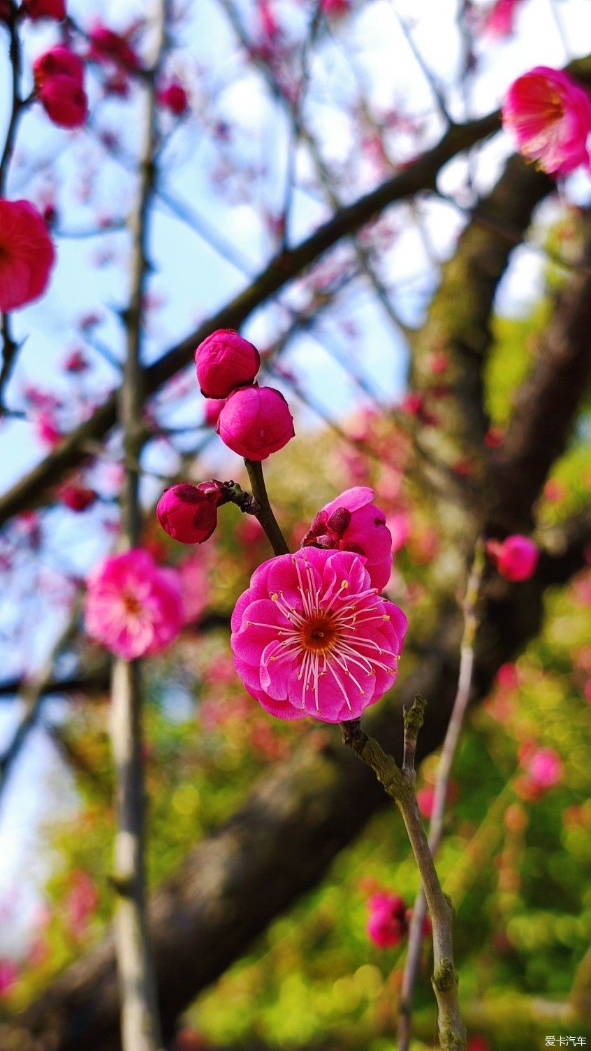 【爱卡踏青季】花枝俏