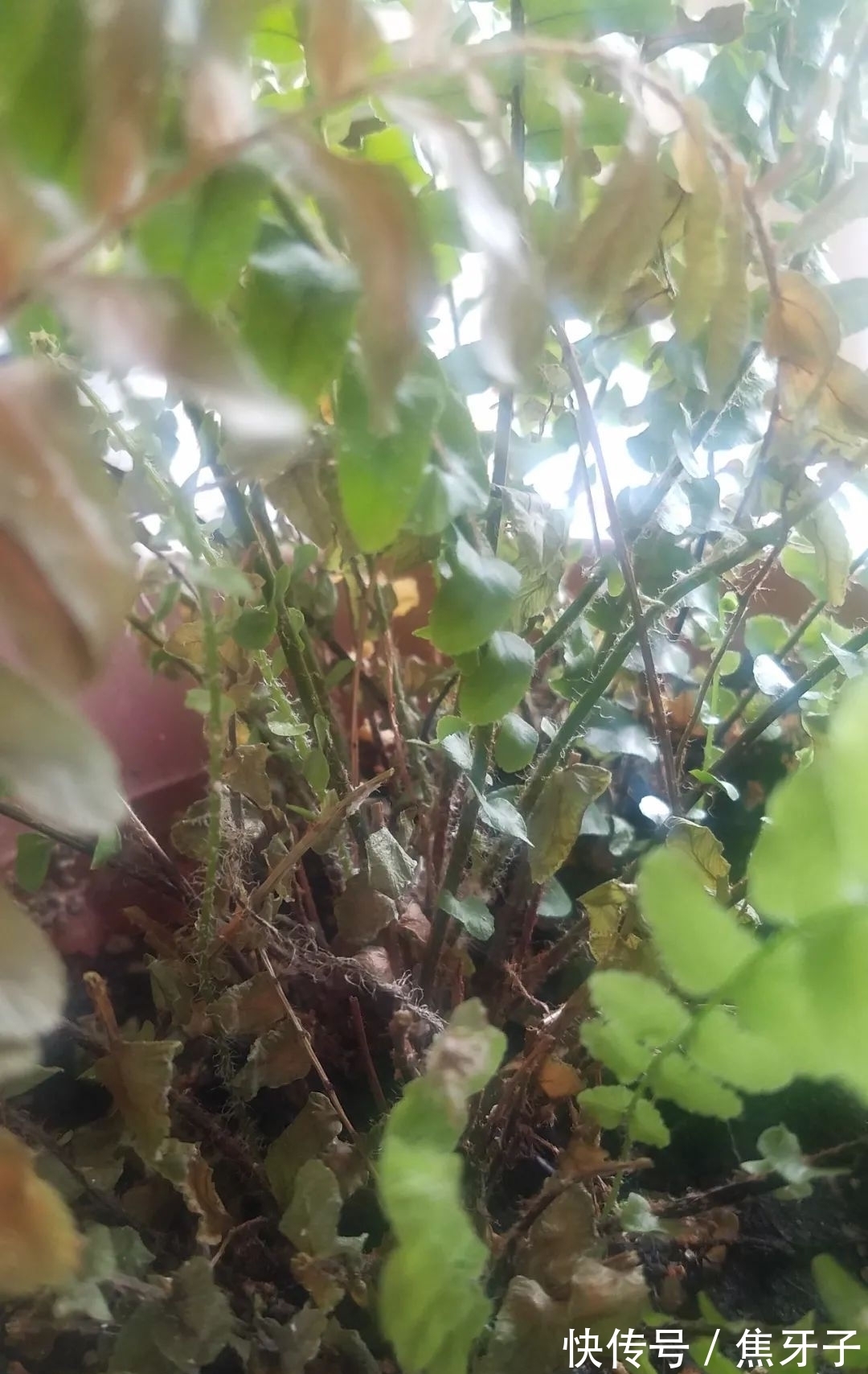 观赏蕨类植物叶子发黄的6大原因，黄叶的症状和解决方法