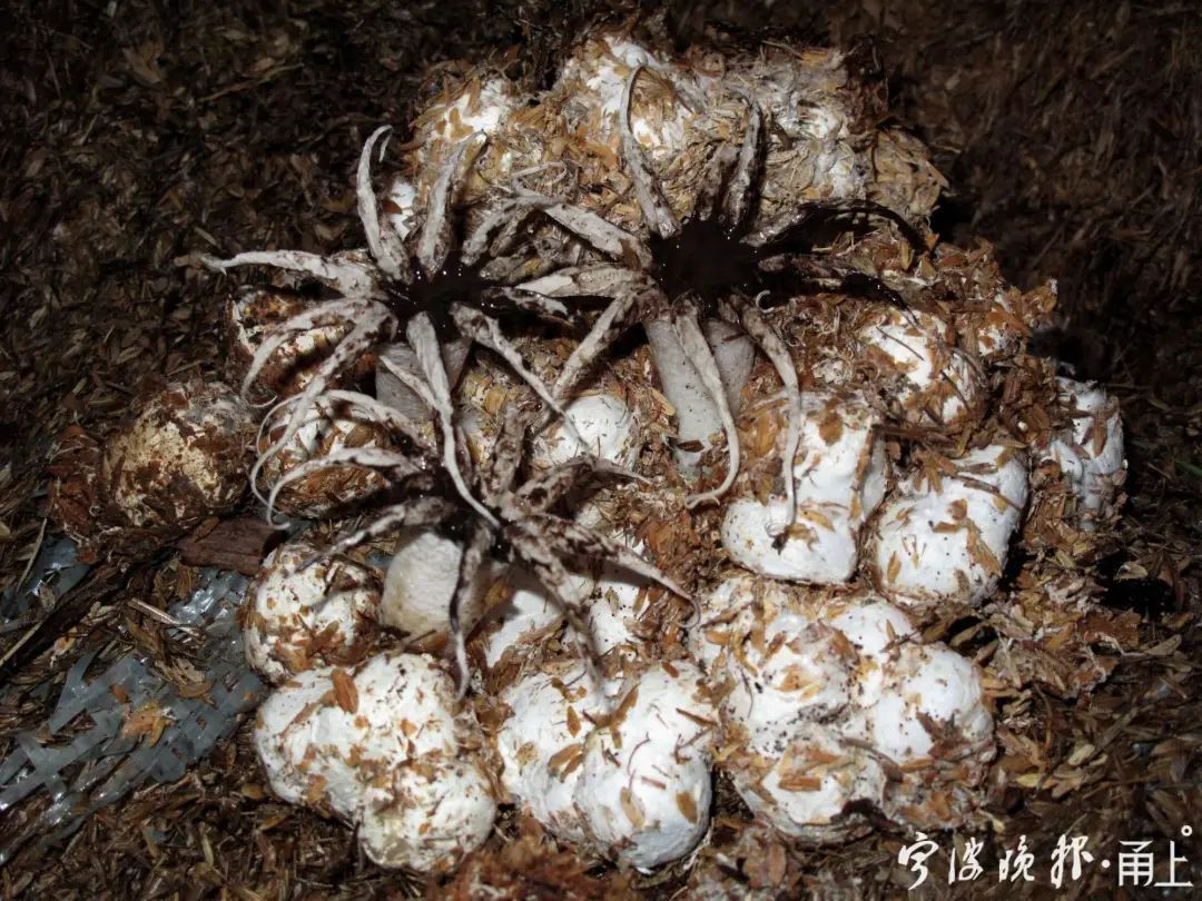 蘑菇|多人食用后中毒！医生：没有特效药，死亡率很高