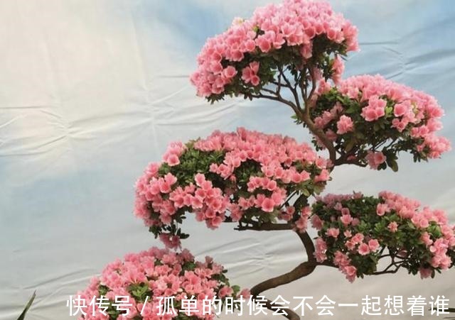 生根|“1种花”夏季扦插,一碰到土壤,“12天”长根系,1年后开满花!