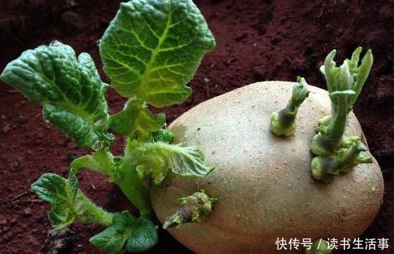 这发芽的土豆到底能不能吃原来三十多年一直误解了,快叮嘱家人