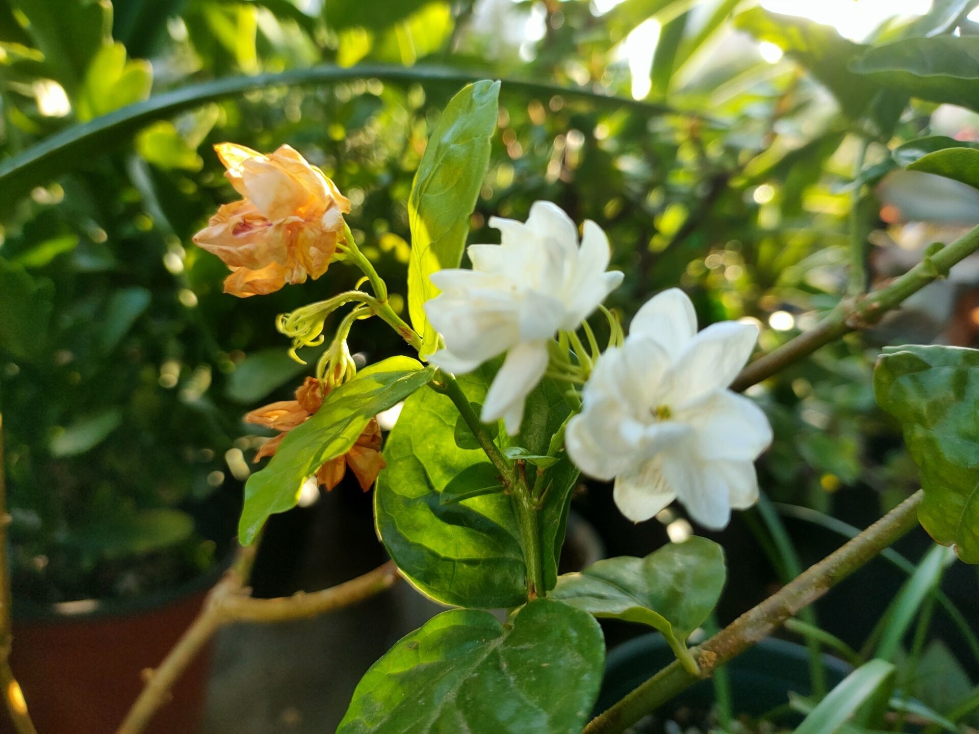 修剪|想要茉莉花开花多，香味浓郁，改善4个养护措施，花团锦簇香味浓