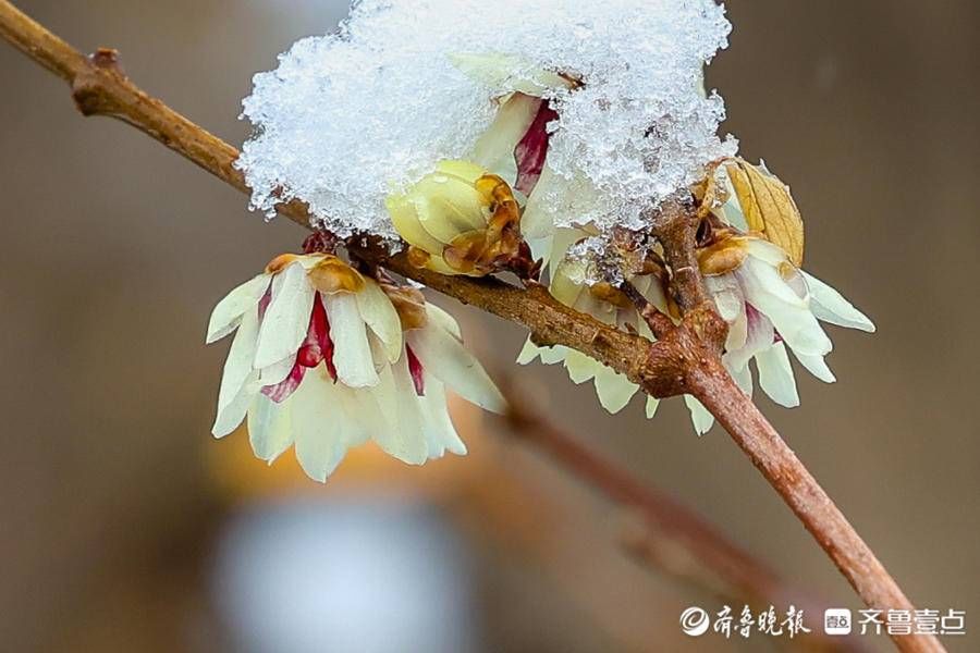 stmuthpc1800|飞雪迎春来，腊梅凌寒开