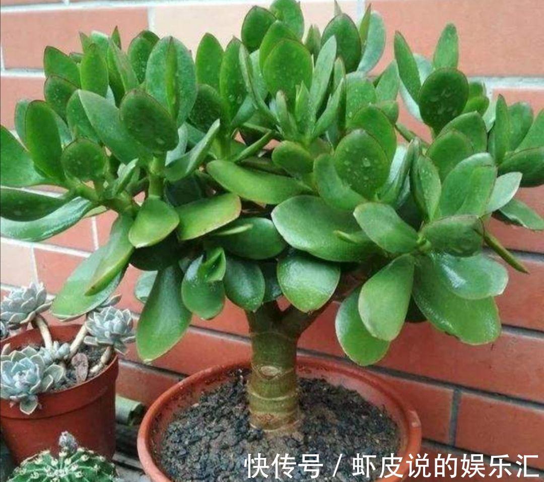 植物|7种“懒人花”,漂亮又好养,客厅养一盆,大气吉祥,养人又旺家