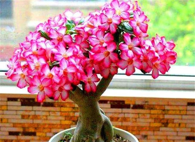 沙漠玫瑰有“4怕”,难怪不开花总烂根,学会了1年花开10个月