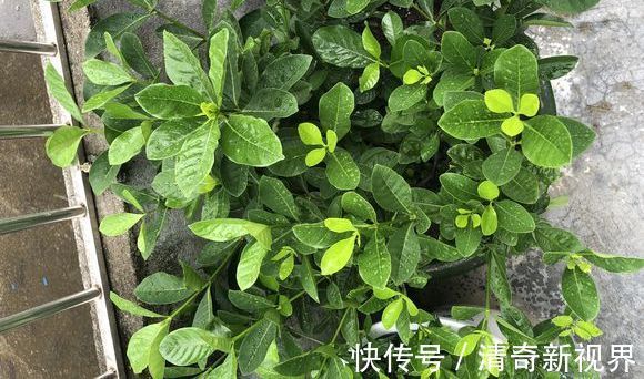 叶片|栀子花到七月了还不开花怎么办4个催花技巧,迟来的花有惊喜