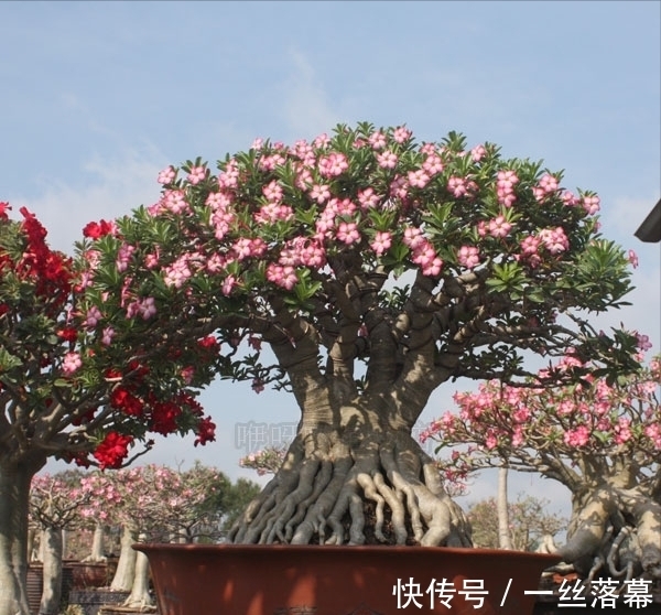 库拉索芦荟|7种“富贵花”,客厅养一盆很合适,越养越值钱,能活一百年