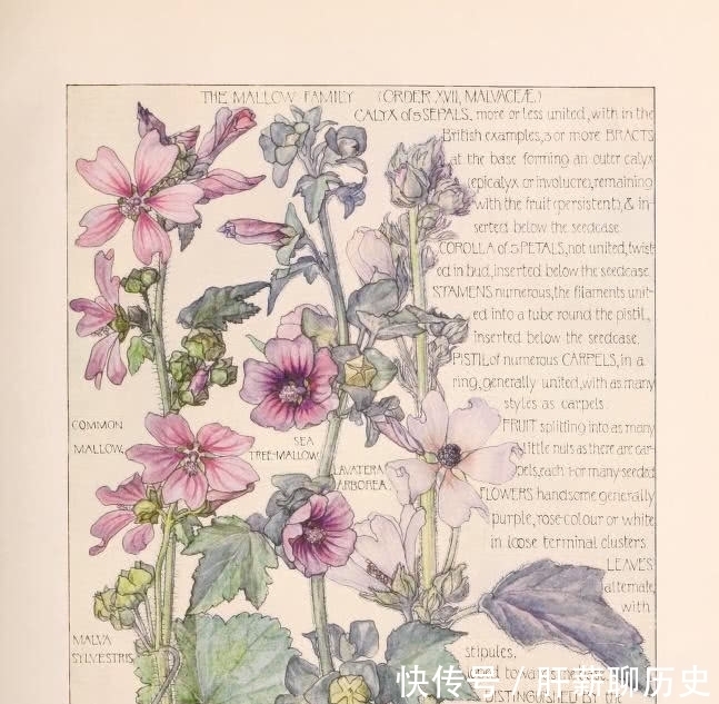 图鉴|美术欣赏之植物图鉴 工艺美术运动风格