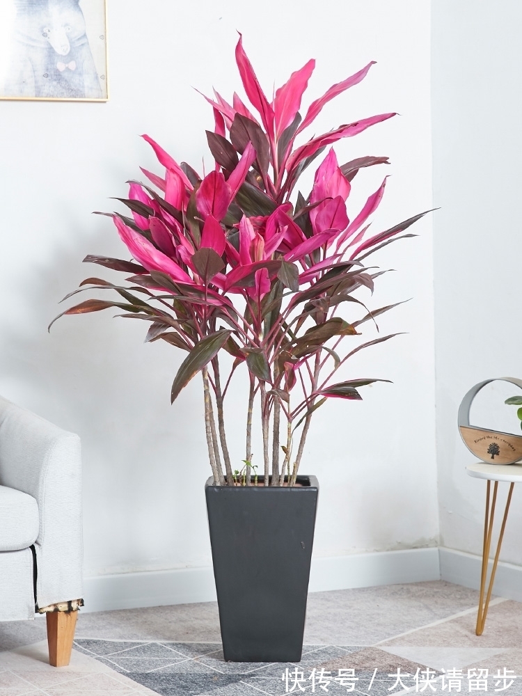 “人养花三年,花养人一生!”家居盆花100种,总有几款你喜欢