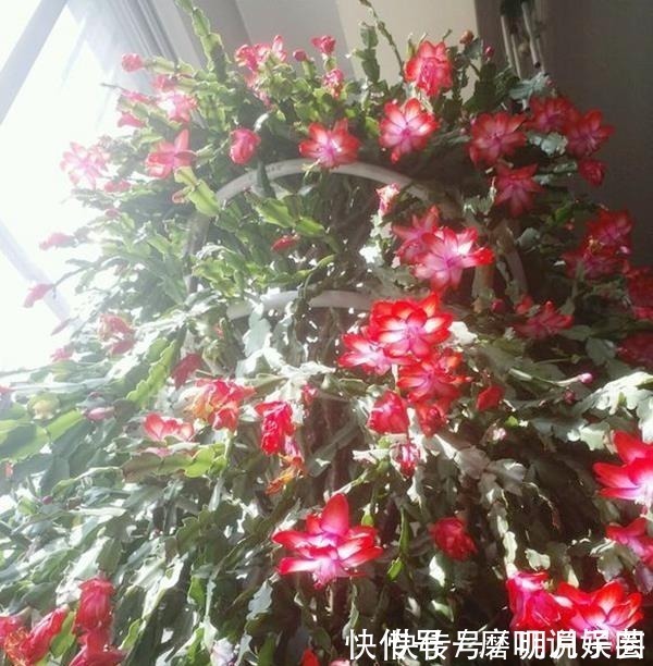 什么生根水、生根粉，通通都比不上这种油！盆里倒一点，花草疯长