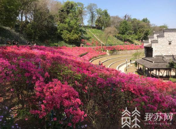 杜鹃花开春满城 江苏各地杜鹃盛放