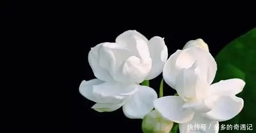 栀子花|老花农逛花市时，这五种花可不会购买，你看看你家有没有！