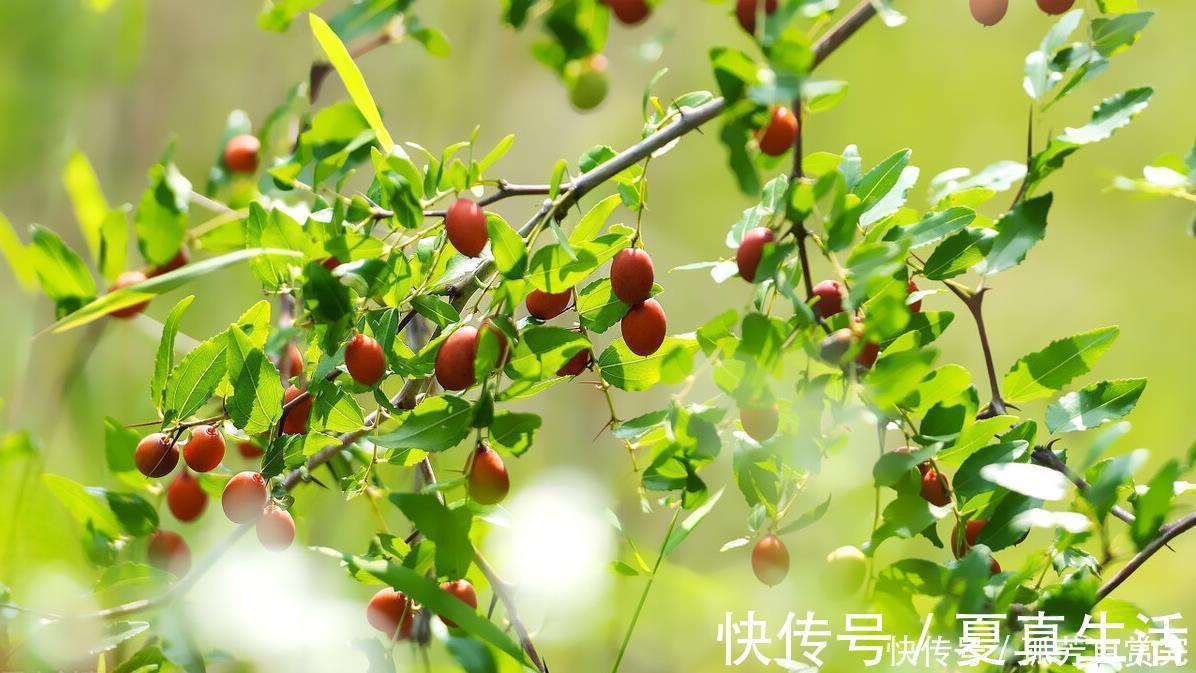 失眠|经常失眠怎么办专家为你支招1种子泡水喝，一觉睡到自然醒