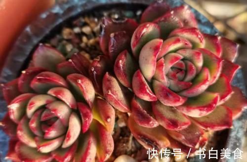 多肉宝丽安娜长期带红边，冬天稍微晒一下太阳叶片血红，你不养一棵吗？
