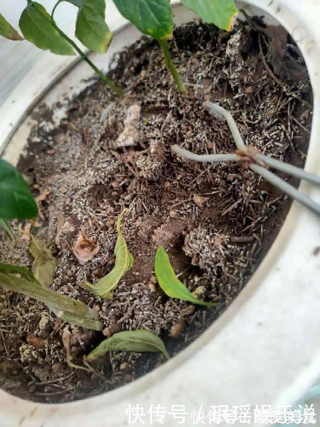 浇花|花盆里冒一层白霜,原来有大危害,抓紧清理