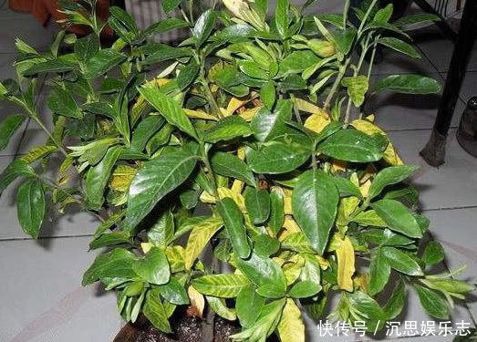 茉莉花|养栀子花、茉莉花这点最关键,不黄叶掉叶,开花多又香,爆满盆!