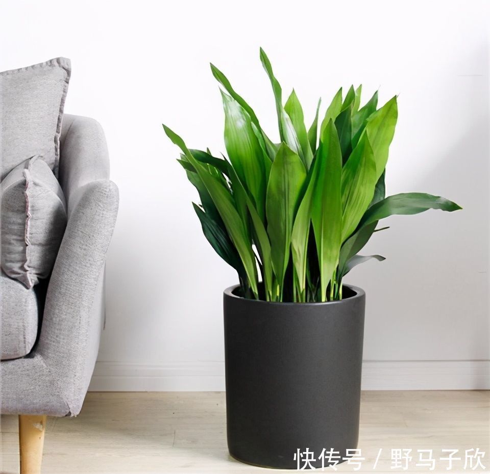 给家里选择“5种”耐荫花,养10年都翠绿、茂密,太省心了