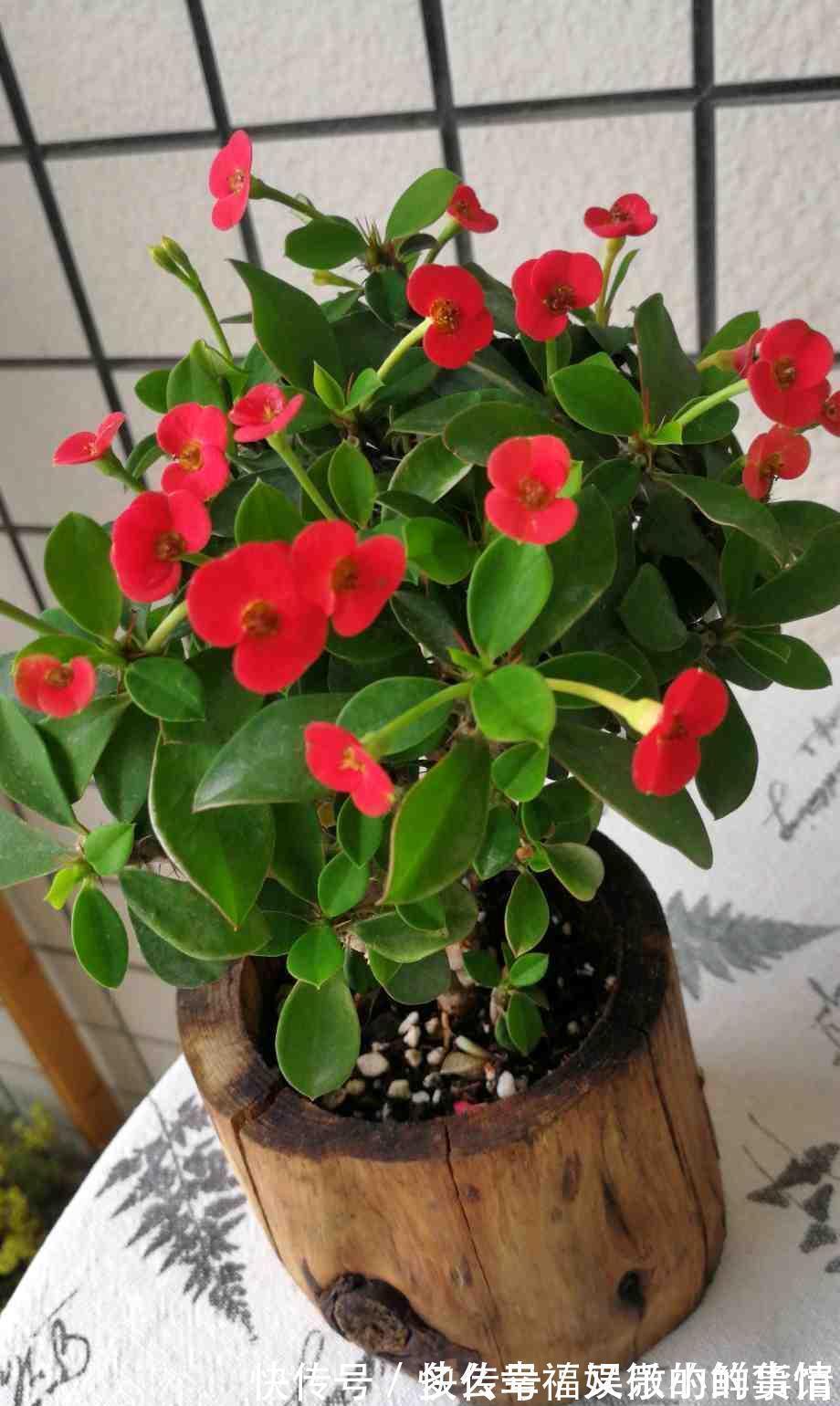 3种“养不死”的花，适合新手，不只是好养，关键很漂亮