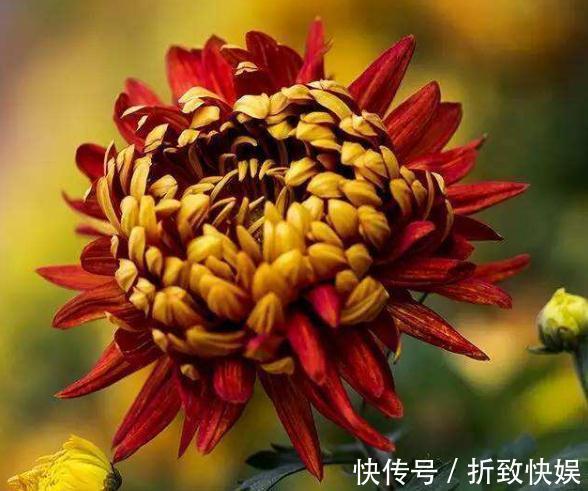 养盆“红菊”摆客厅，花朵有双色，便宜又好养，花一开“满屋红”