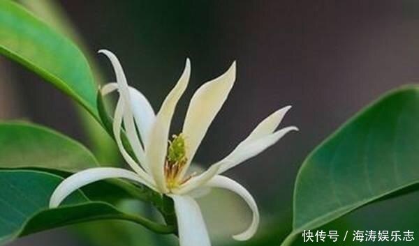 修剪|这花比茉莉还好闻,家里养一盆,花一开就是大半年!