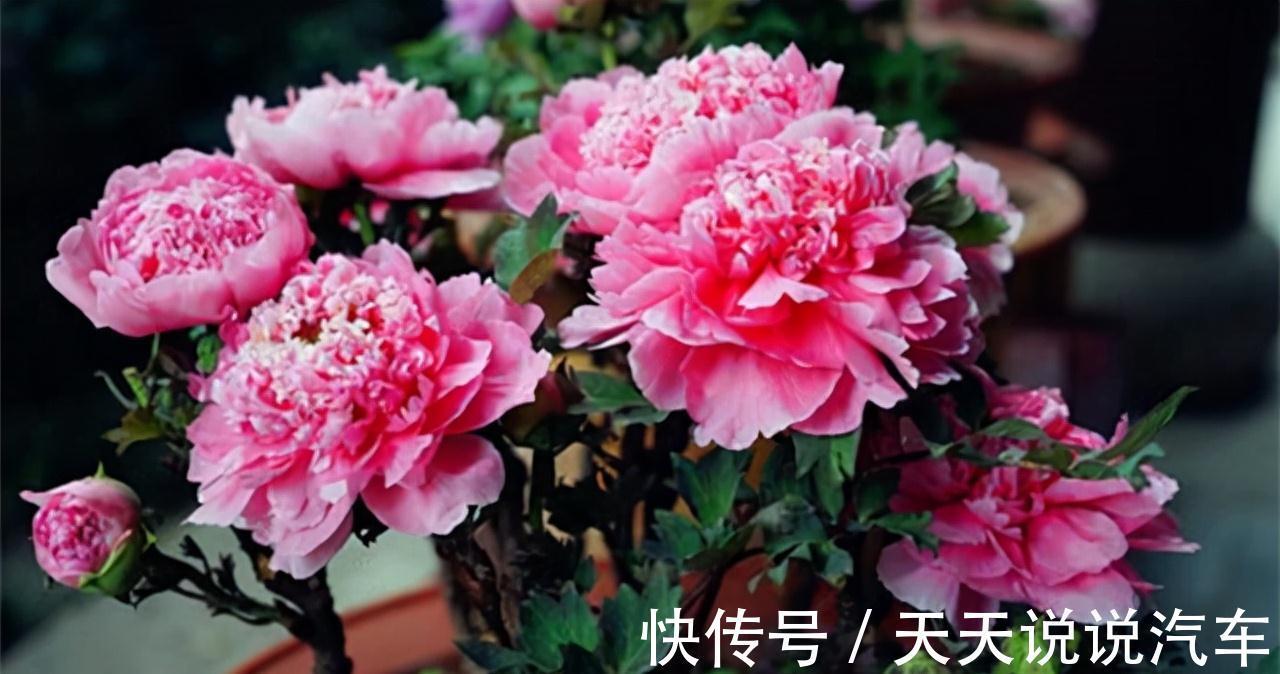 立冬后,养这10种花,切记不能多浇水,养不活都是由于手太勤