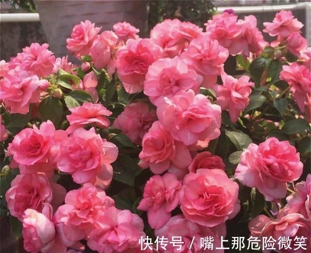 此种凤仙花，花开美胜月季，一年四季都有花看