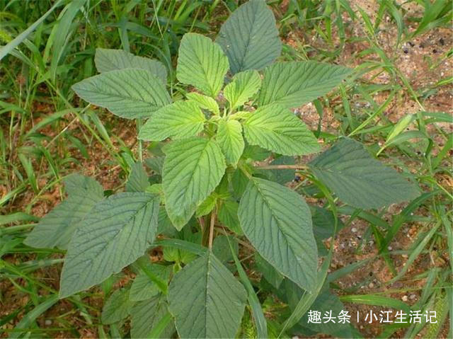 铁元素|农村一种会“流血”的野菜,钙、铁含量极高,治肠炎,提高免疫力