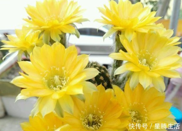 开花漂亮的仙人球,一年可以多次开花,有很高的观赏价值