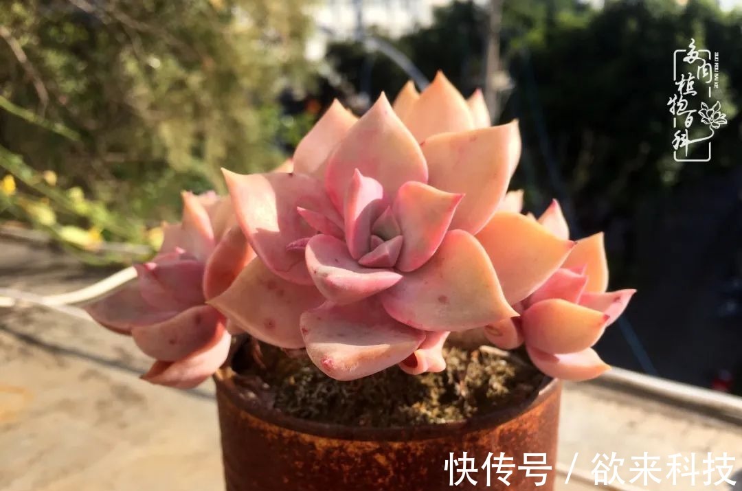 柴米油盐的日子,养几盆多肉吧,为生活添几抹色彩!