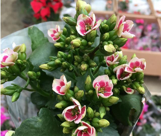 长寿花不开花1个经典催花法，满头挤花苞，开到明年5月底
