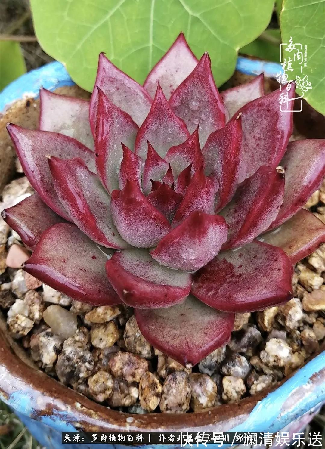 一定要爱着点什么,恰是草木对光阴的柔情!