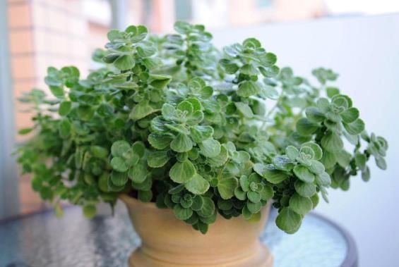 碰碰香|“5种花”养一盆在家,旺人又旺财,一开就是300多天,好养、漂亮