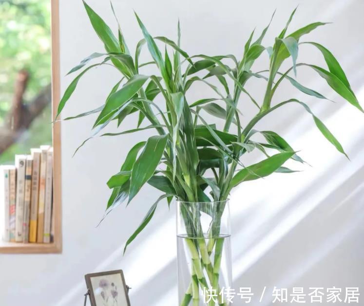 吊兰|让人省心的10大花卉,个个是“耐养型”,绿萝没上榜