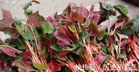 香椿|如果将来只能吃野菜充饥，这6种野菜只能选一种，你会选啥？