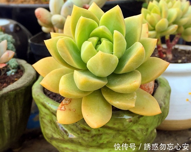 盆花|喜欢养花,就养一盆花中精品公丁香,花开妖艳,香味迷人