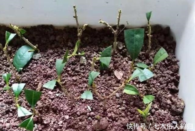枝条|桂花怎样繁殖快?“扦插”最靠谱,教你扦插小技巧
